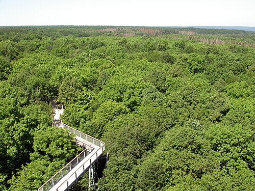Hainich National Park